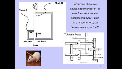 Дубынин В. А. - Мозг: как он устроен и работает - Лекция 6