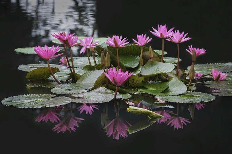 Изображение Tiểu Bảo Trương с сайта Pixabay 