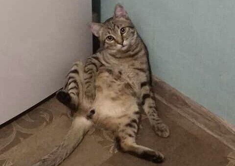 Котик Омск (дома Ом), который уехал из приюта домой 13 февраля 2021 года: «Немного приболел: появилась болячка на лбу, вчера ходили к ветеринару, сейчас лечим. Надеюсь, что всё быстро пройдёт. А так всё хорошо) обычно сидит в своей любимой позе». 🥰