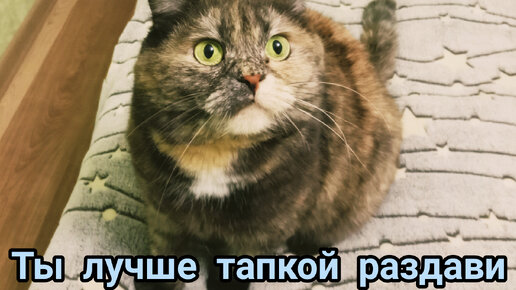 Котопозитифф