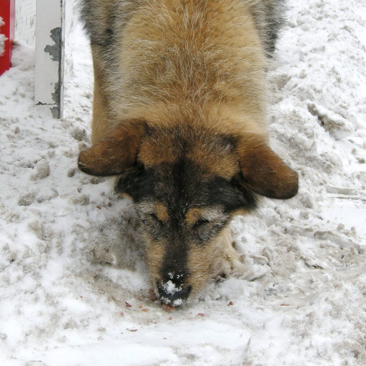 Бездомная собака в поисках пищи. Фото из личного архива