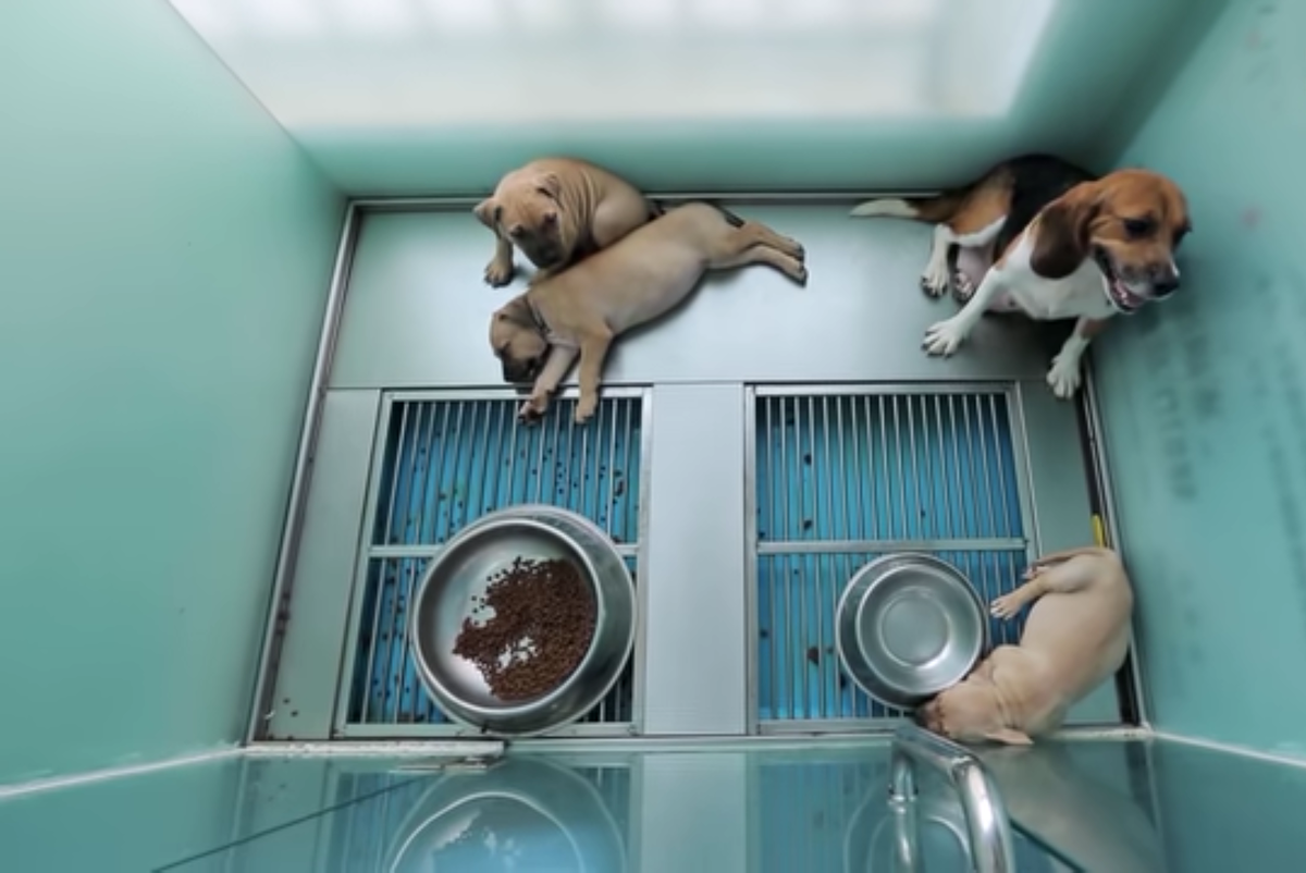 клонирование собак