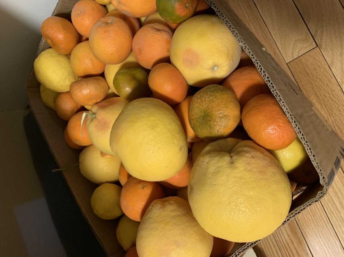 Реально вкусно. В феврале уже нет неспелых цитрусовых. А грейпфруты даже не горькие.