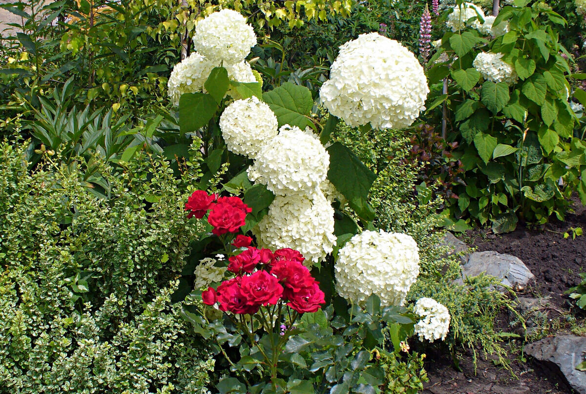 Древовидная гортензия замечательно сочетается с другими растениями