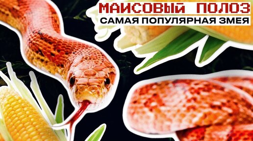 Содержание Маисового полоза в домашних условиях. Эта змея кусается?