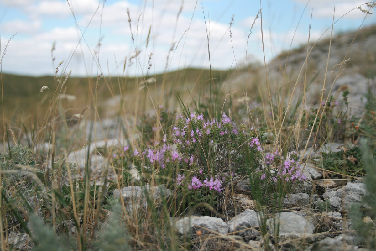 Тимьян дал степи свое имя
