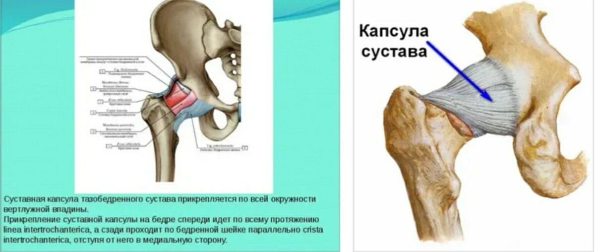 Сустав бедренной кости. Кости тазобедренного сустава анатомия. Капсула тазобедренного сустава анатомия. Суставная сумка тазобедренного сустава. Синовиальные сумки бедренной кости.