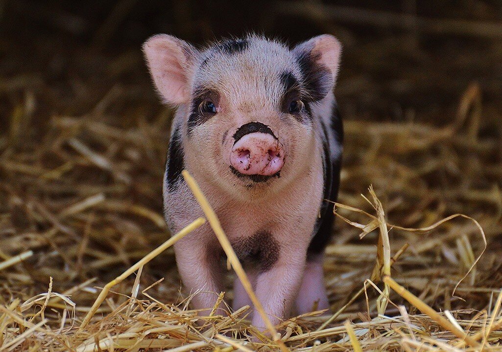 похожа на Фросю яндекс картинки