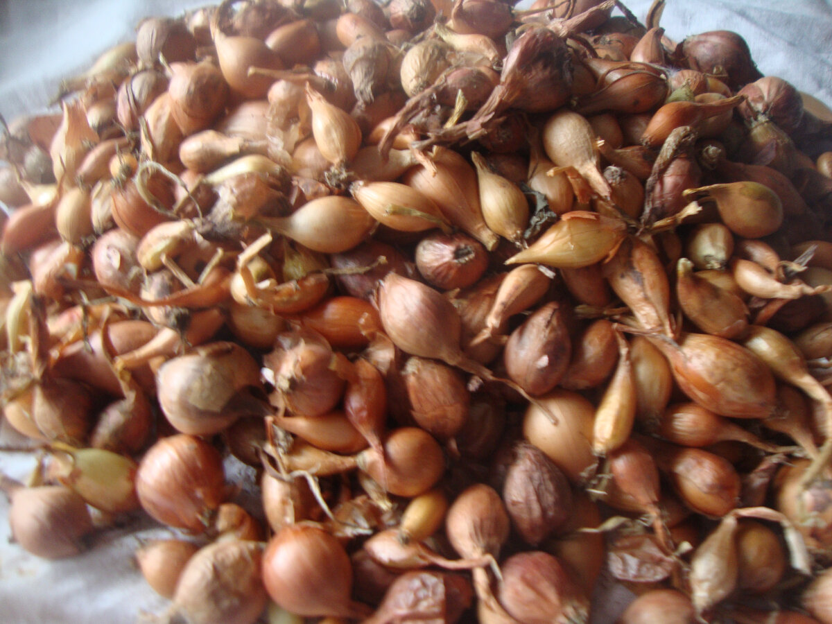 Мои запасы, перебрала, тоже был подсохший.