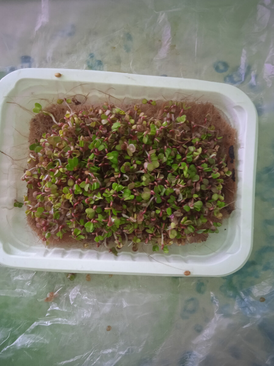 Уже 4 день  выращивания микрозелени " Редис " Завтра  уже покажу  результат    
