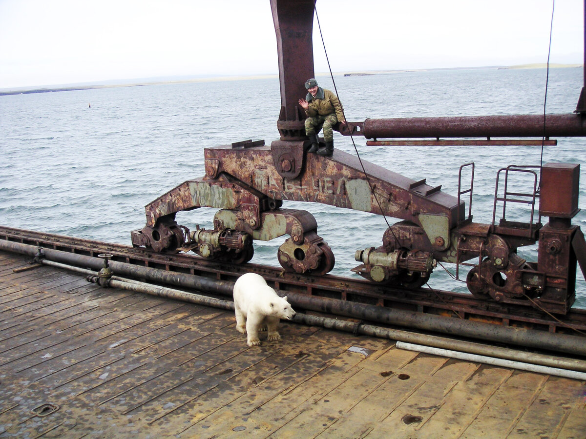 Хорошо, что белый медведь не ползает по металлическим конструкциям