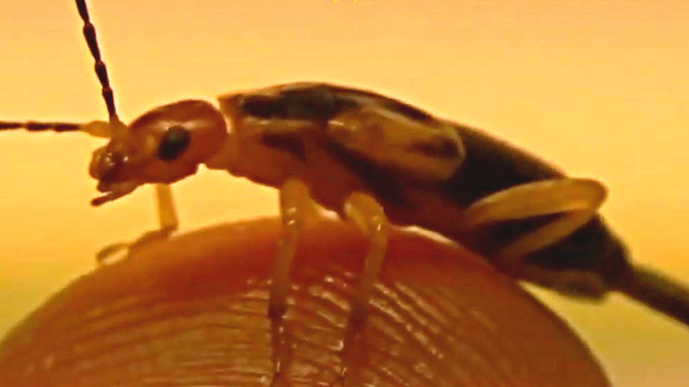 Знакомьтесь- уховёртка, её не любят и боятся | ЖИВОТНЫЙ МИР | Дзен