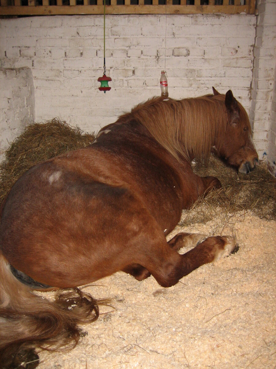 Кобыла Азбука 30 лет с комфортом ночует у себя в деннике.