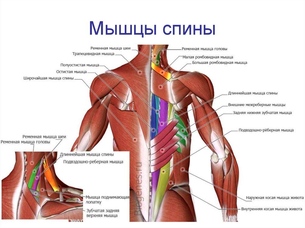 Мышцы спины и шеи названия и фото