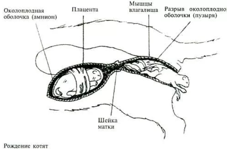 ОКОЛОПЛОДНЫЙ пузырь у кошки. Анатомия беременной кошки. Как выглядит плодный пузырь у кошки.