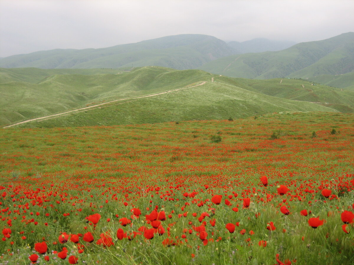 Фотография из открытого доступа.