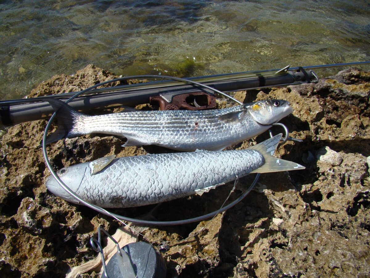 рыба водится черном море