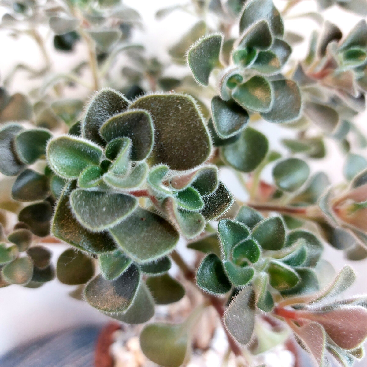 Пушистые листья аихризона