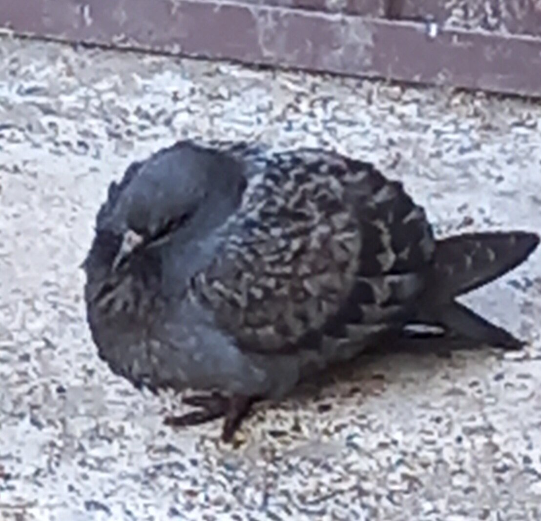 Обычный голубь