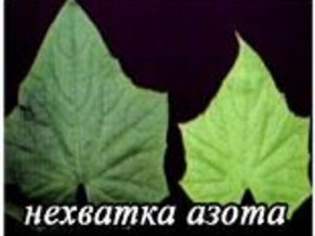Нехватка азота. 