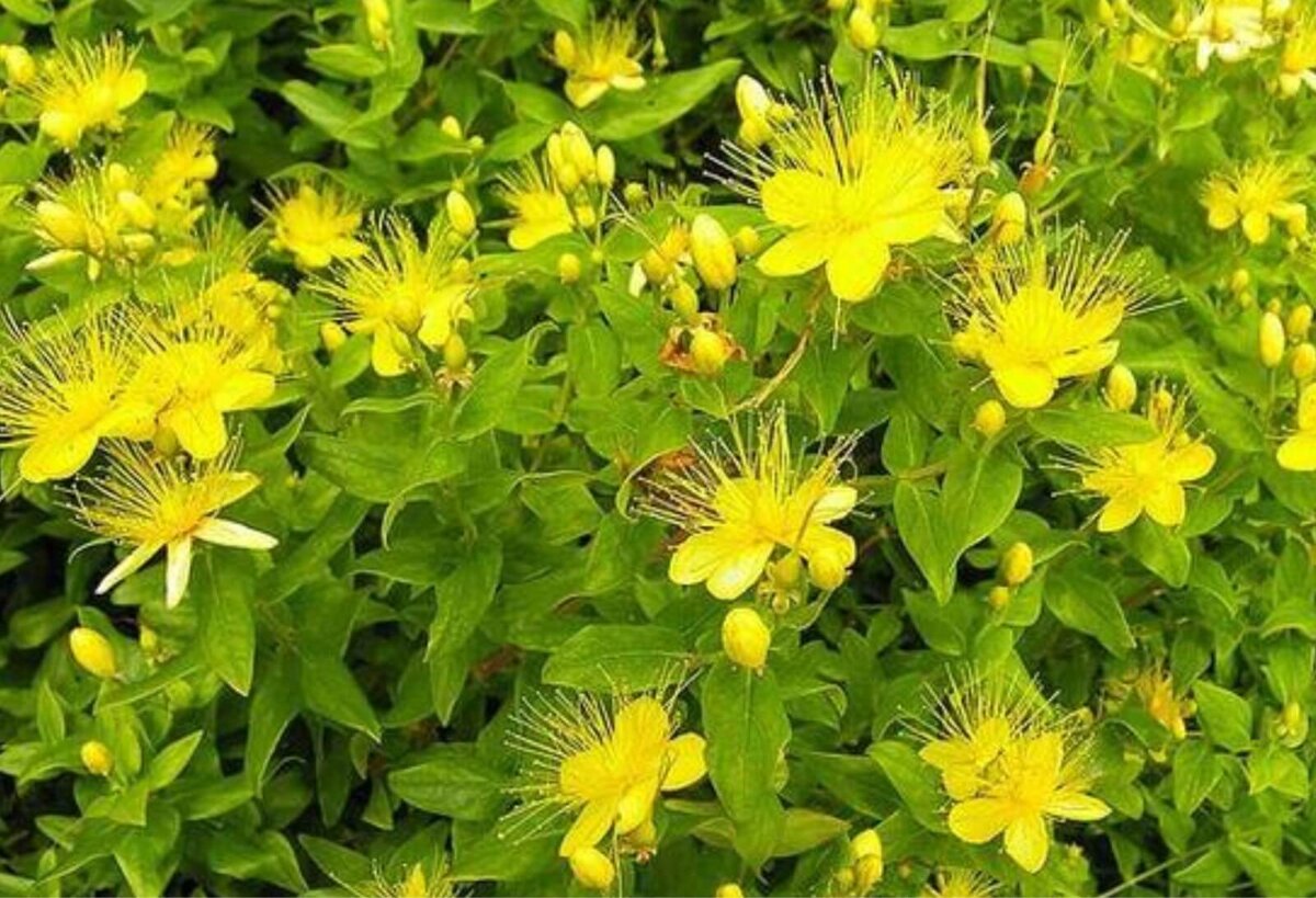 Зверобой продырявленный (Hypericum perforatum). Зверобой (Hypéricum perforátum). Зверобой Гиперикум. Зверобой Hypericum calycinum.