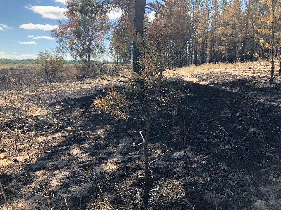     Лес стал больше похож на осенний Анна Перевощикова