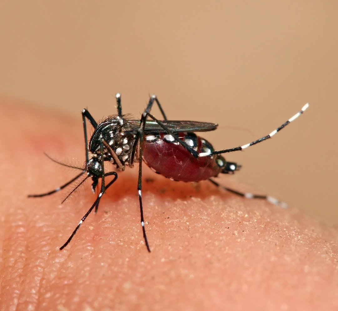   Комар Aedes aegypti - переносчик денге пьет кровь человекаMuhammad Mahdi Karim. Wikipedia