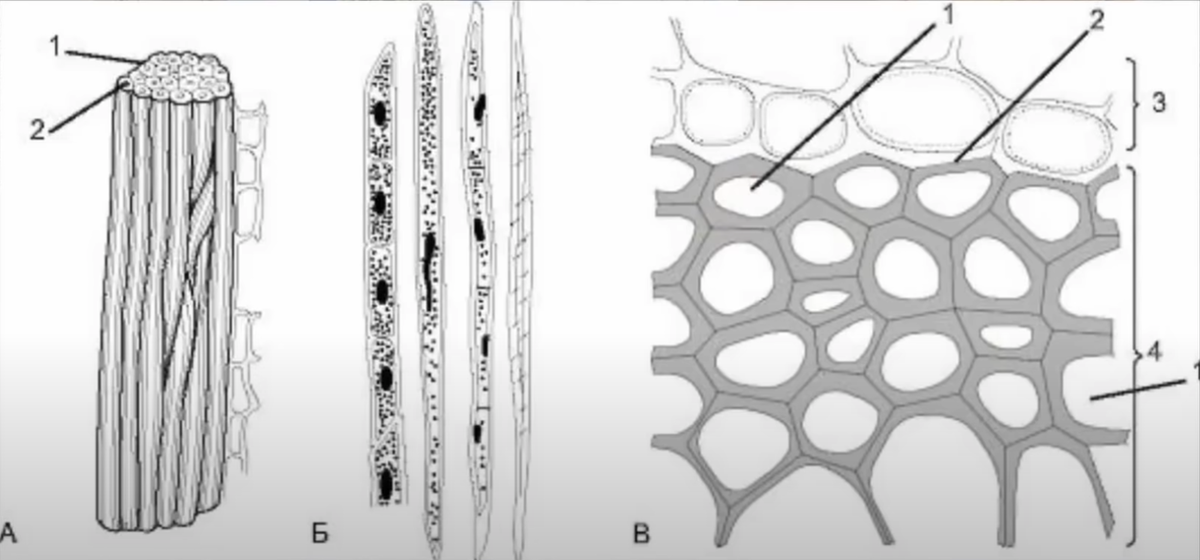 Волокна колленхимы. Механическая ткань растений склеренхима. Склеренхима на поперечном срезе стебля тыквы обыкновенной. Поперечный срез лубяных волокон. Механическая ткань растений колленхима.