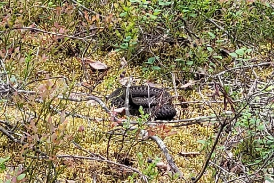     У собаки был большой отек. Фото: vk.com/kovdor_foto/ Виктория Галактионова