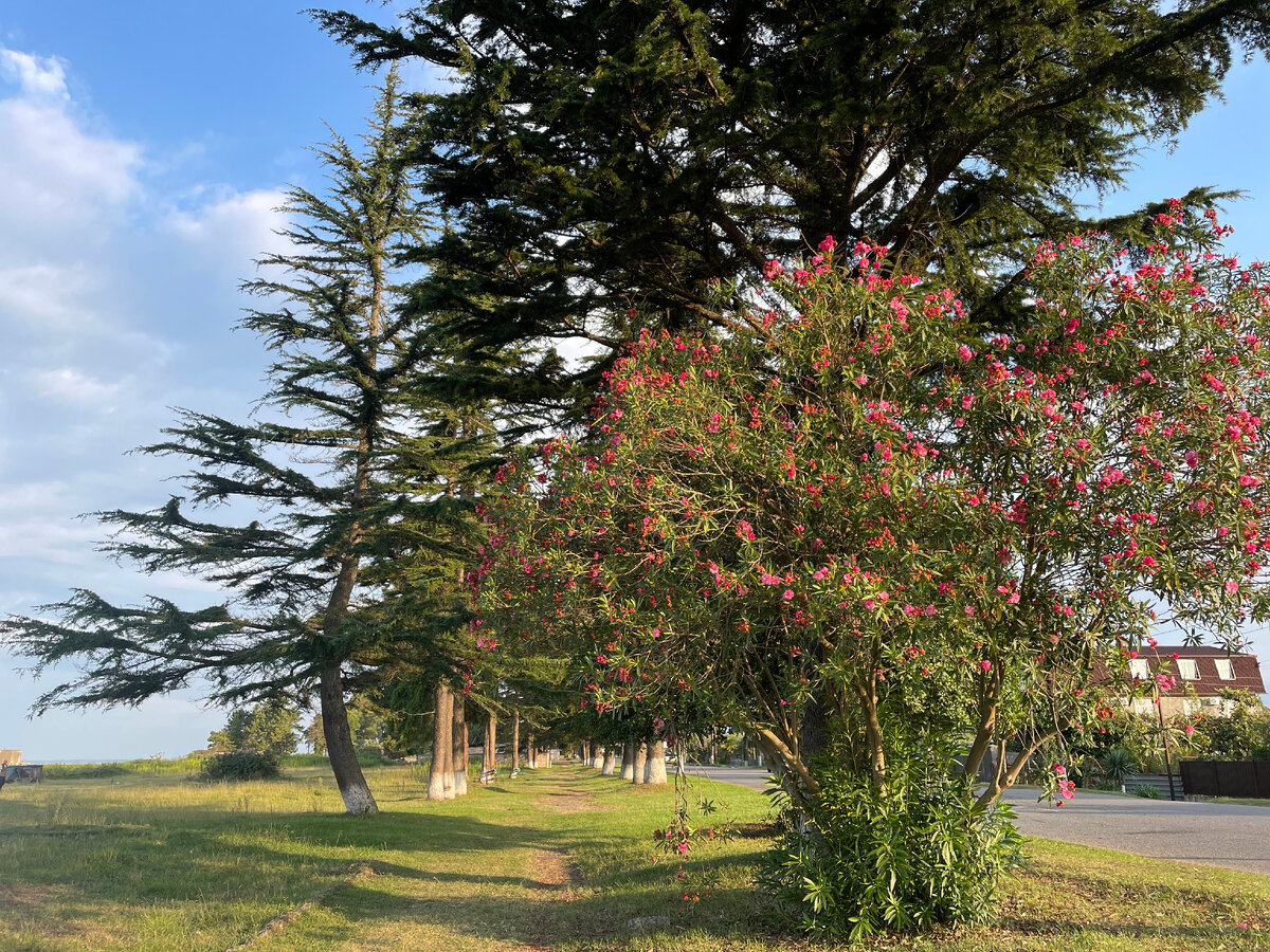 Очамчыра. Утренний бриз, ещё и буст в виде собак)