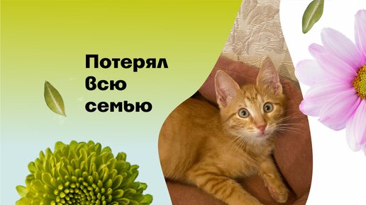 Котёнок Персик потерял всю семью