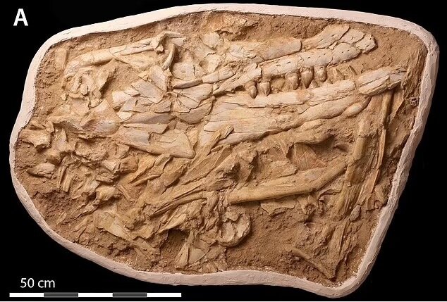 Размер некоторых остатков костей черепа одного их талассотитанов.