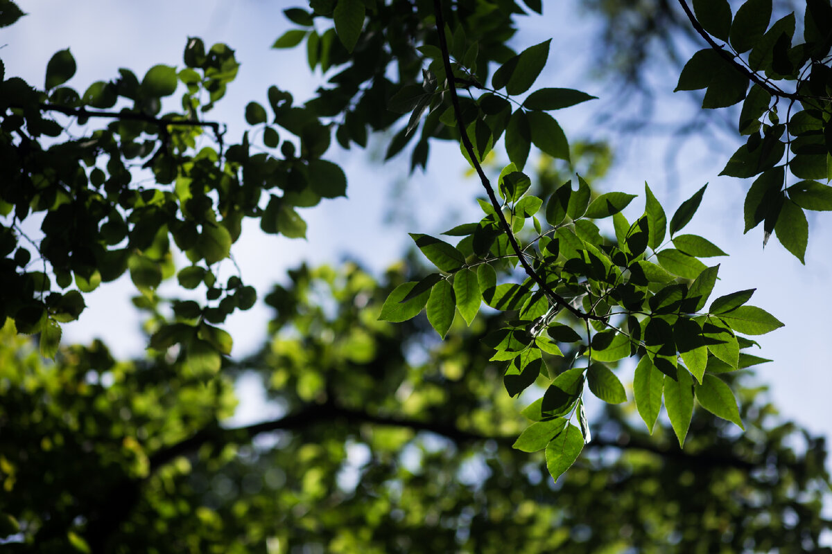 Александровский Сад, г. Санкт-Петербург. Ясень. Автор фото: Надежда Панова,  http://nadia-photo.com