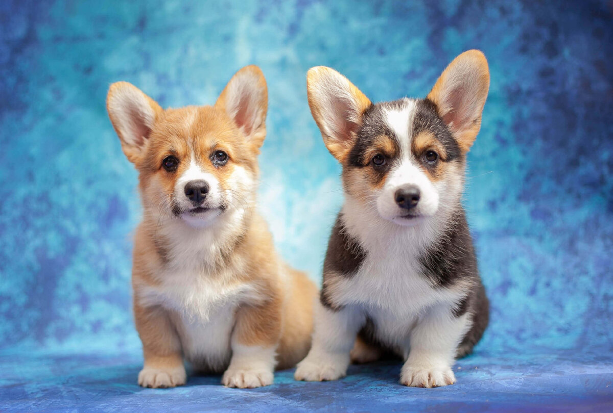 Щенки породы Вельш-корги