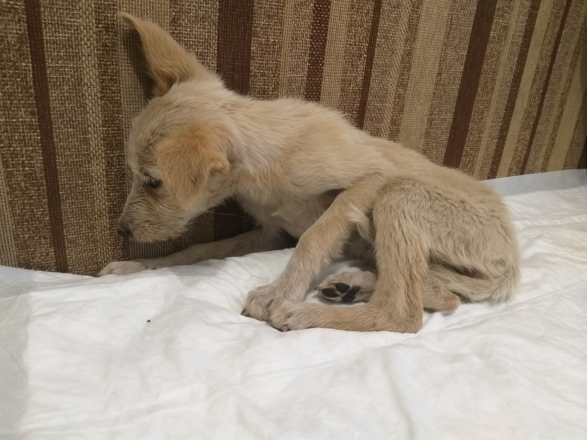 Зина. Было сильное истощение.