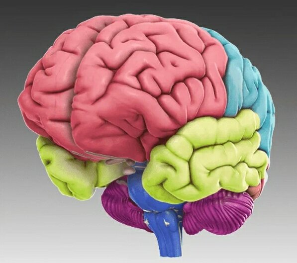        Мозг человека (взято из сети)