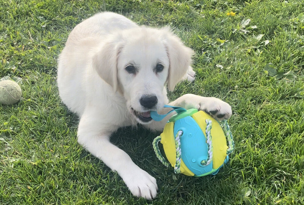 Стэфания и мячик-попрыгунчик. Внутри мячика пружинка и присоска, он сжимается и сам подпрыгивает.