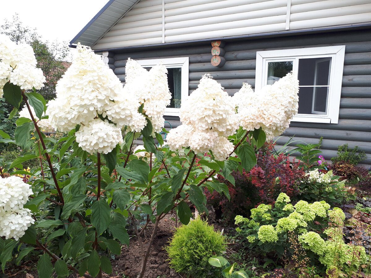 Ванила Фрейз в начале роспуска