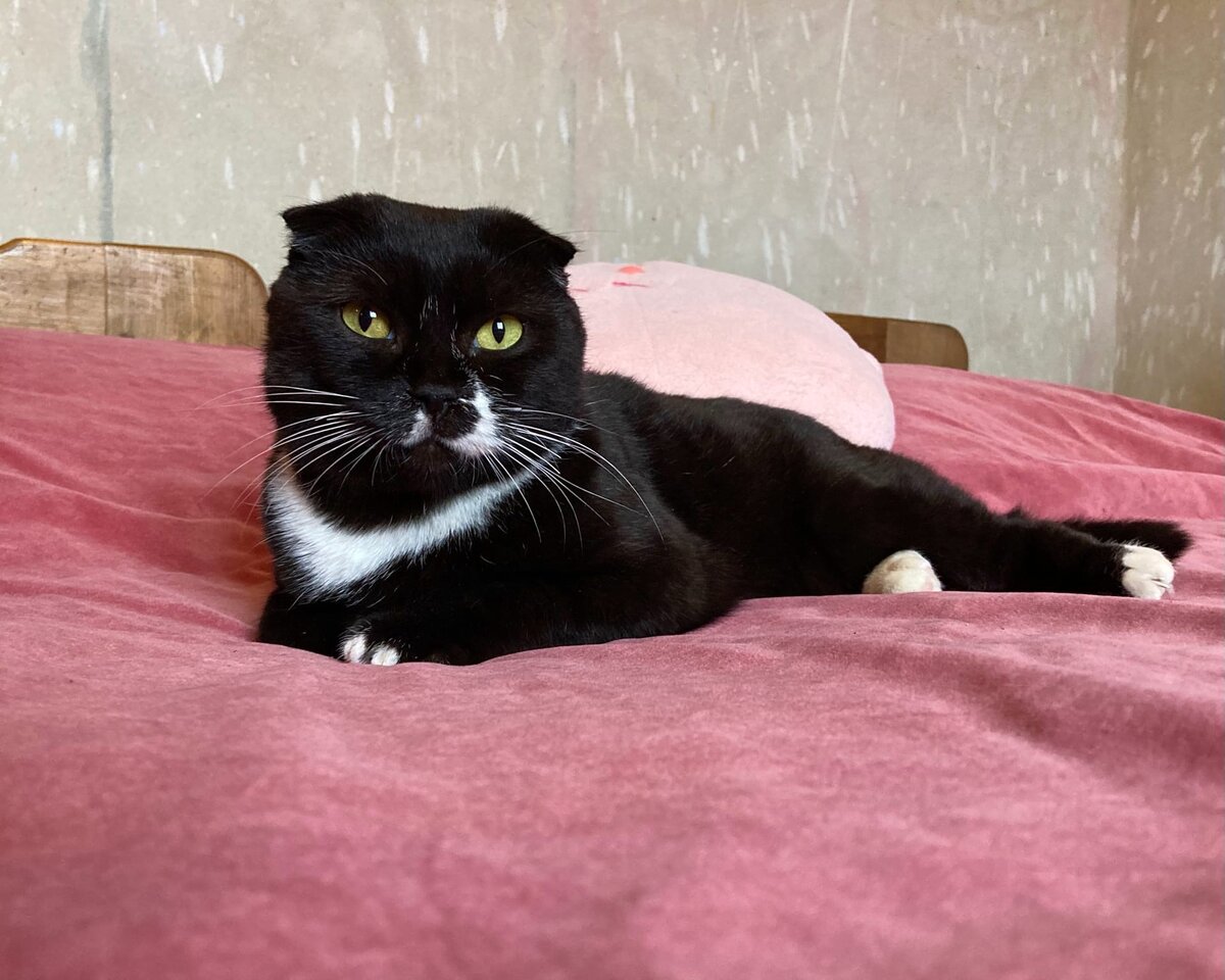 Кася на домашней передержке