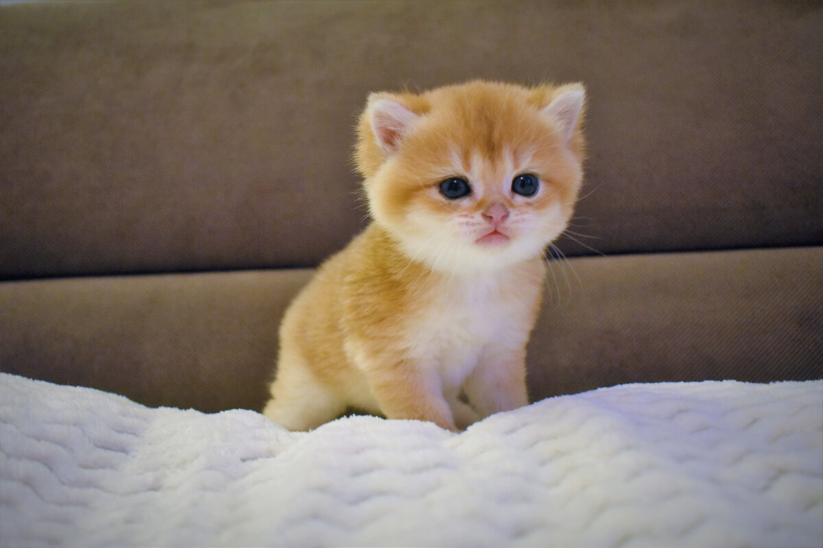 Малышу один месяц. Питомник Family of Golden Kittens.