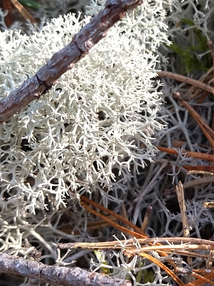 Фото автора. Кира Спиркина