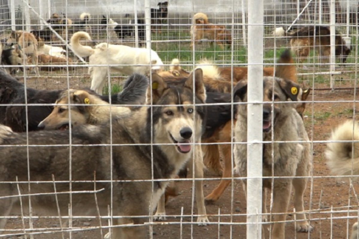    На Камчатке перед 1 сентября усиленно вылавливают бездомных собак