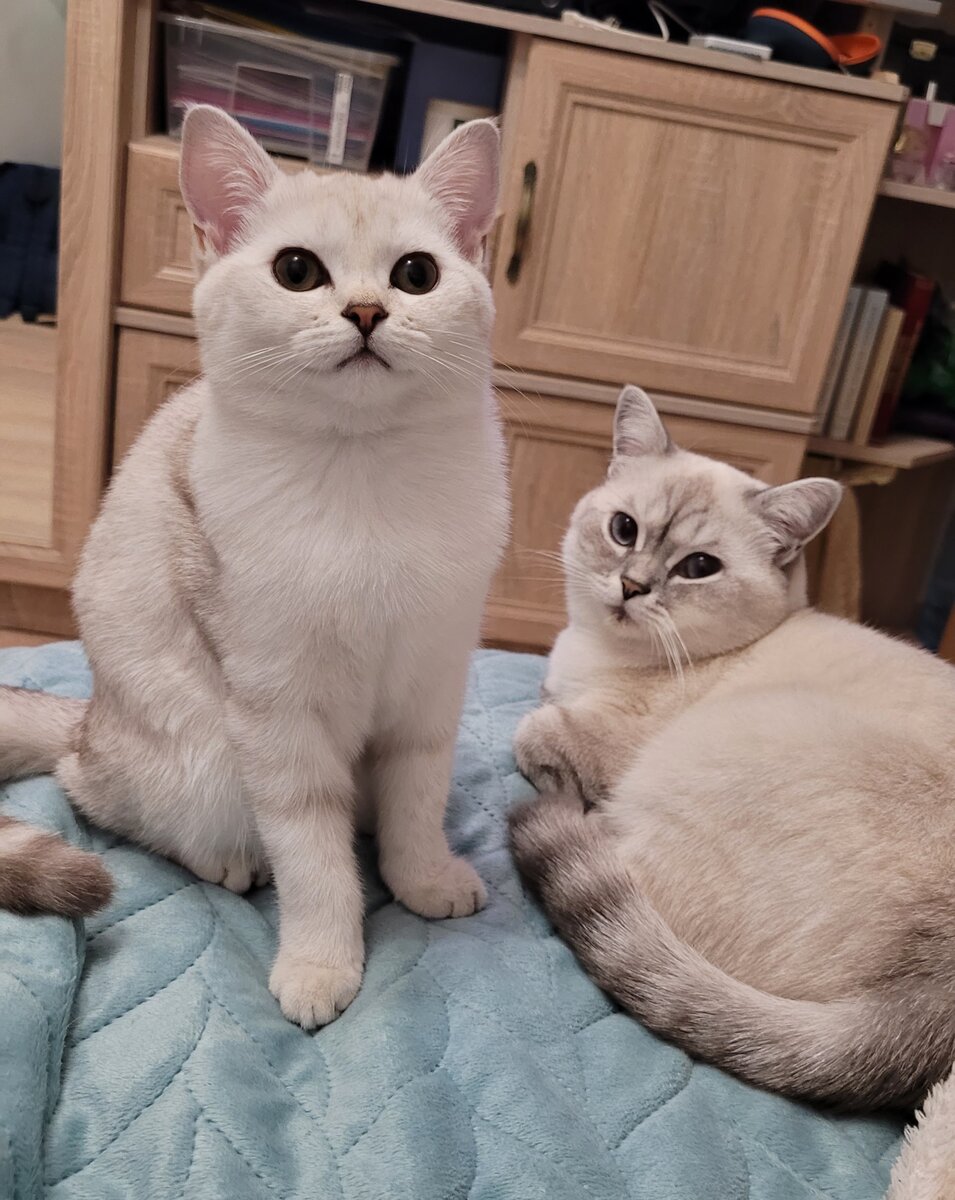 Это наши кошки: Симка и Ласка до хохота :)