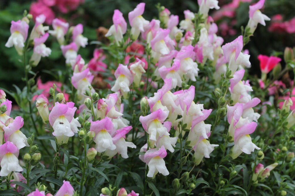 Antirrhinum Snaptastic Pink