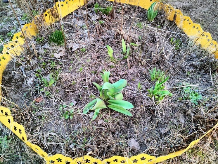     важно убрать сорняки с грядок. фото: «МК в Питере»