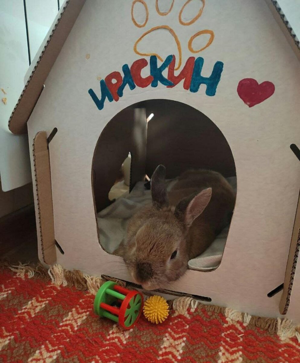 Ирискин грустит в дождь