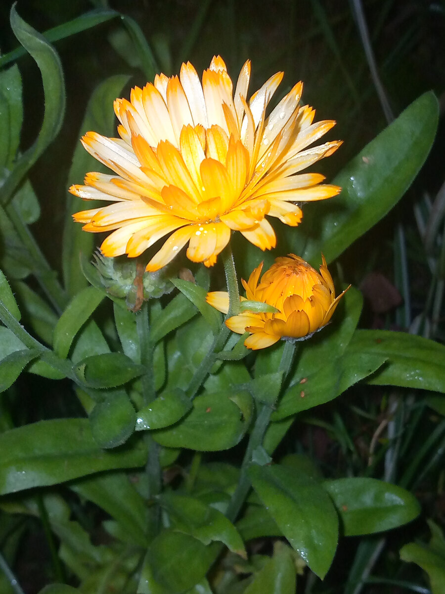 Добрая осенняя тихая ночь... | Светлана Букашкина | Дзен