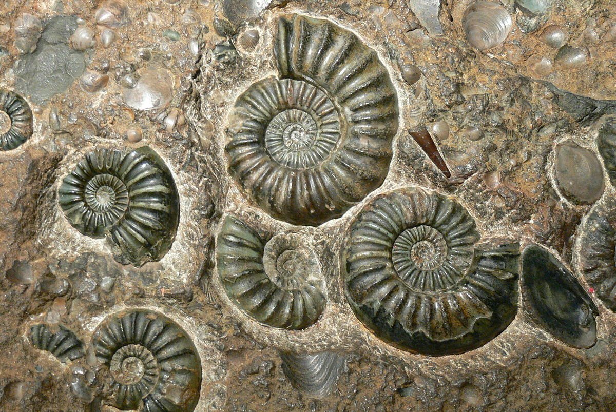 Моллюски в почве. Окаменелый Аммонит. Ископаемые окаменелости Аммонит. Древние моллюски аммониты. Аммониты триаса.