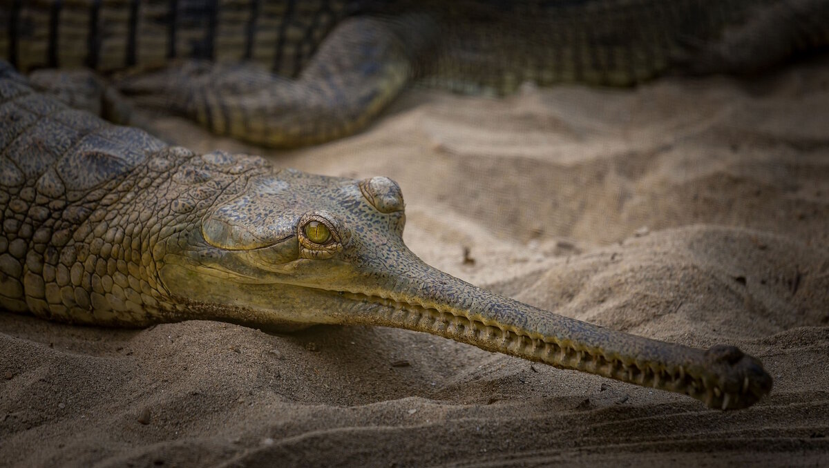 Гангский гавиал