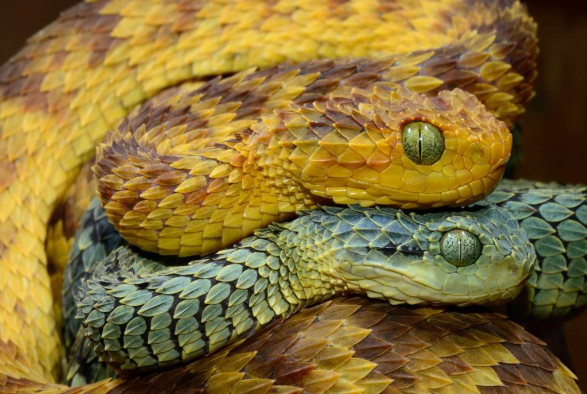 Планета змей. Змея Atheris squamigera. Шершавая древесная гадюка (Atheris squamigera). Гадюка АТЕРИС. Кустарниковая гадюка АТЕРИС.